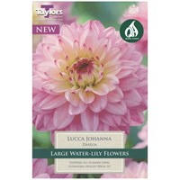 Taylors Bulbs Dahlia Lucca Johanna (Single Pack) (TS356)