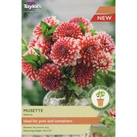 Taylors Bulbs Dahlia Musette (2 Pack) (SBOB18)