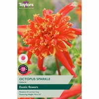 Taylors Bulbs Dahlia Octopus Sparkle (Single Pack) (TS468)