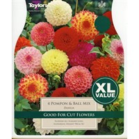 Taylors Bulbs Dahlia Pompon & Ball Mixed (3 Pack) (XL540)