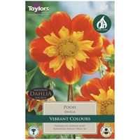 Taylors Bulbs Dahlia Pooh (Single Pack) (TS488)