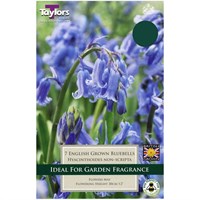 Taylors Bulbs English Grown Bluebells (Hyacinthoides Non-Scripta) - Pack of 5 (TP775)