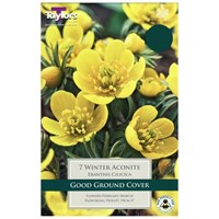 Taylors Bulbs Eranthis Cilicica - Pack of 8 (TP738)