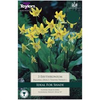 Taylors Bulbs Erythronium Pagoda - Pack of 2 (TP743)