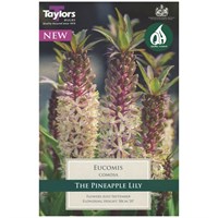 Taylors Bulbs Eucomis Comosa Punctata (Single Pack) (TS736)