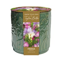 Taylors Bulbs Freesia Pastel Mixed Indoor Ceramic Planter (5 Bulbs) (SH37)