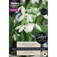 Taylors Bulbs Galanthus Mount Everest - Pack of 7 (SE764)