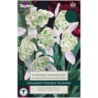Taylors Bulbs Galanthus Snowdrops Nivalis Flore Pleno - Pack of 6 (TP763)