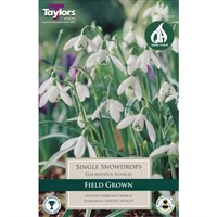 Taylors Bulbs Galanthus Nivalis - Pack of 9 (TP760)