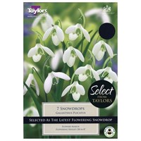 Taylors Bulbs Galanthus Snowdrops Plicatus - Pack of 6 (SE0085)