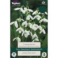 Taylors Bulbs Galanthus Snowdrops Woronowii - Pack of 10 (TP762)