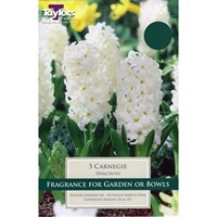 Taylors Bulbs Garden Hyacinth Carnegie - Pack of 5 (TP619)