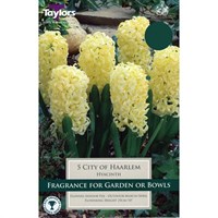 Taylors Bulbs Garden Hyacinth City of Haarlem - Pack of 5 (TP621)