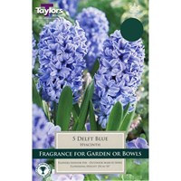 Taylors Bulbs Garden Hyacinth Delft Blue - Pack of 5 (TP617)