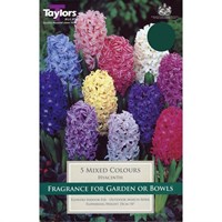 Taylors Bulbs Garden Hyacinth Mixed - Pack of 5 (TP622)