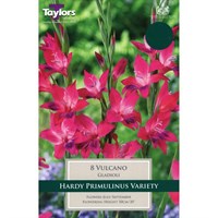 Taylors Bulbs Gladioli Nanus Vulcano (7 Pack) (TS168)