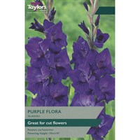 Taylors Bulbs Gladioli Purple Flora (10 Pack) (TS131)