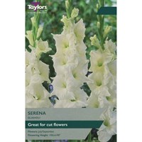 Taylors Bulbs Gladioli Serena (10 Pack) (TS165)