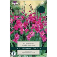 Taylors Bulbs Gladiolus Italicus - Pack of 10 (TP756)