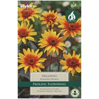 Taylors Bulbs Heliopsis Burning Hearts (Single Pack) (TS839)
