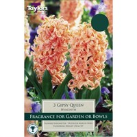 Taylors Bulbs Hyacinth Gipsy Queen - Pack of 4 (TP634)