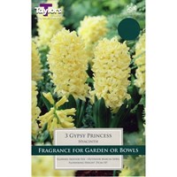 Taylors Bulbs Hyacinth Gypsy Princess - Pack of 4 (TP614)