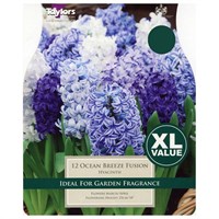 Taylors Bulbs Hyacinth Ocean Breeze Fusion - Pack of 10 (XL360)