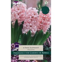 Taylors Bulbs Hyacinth Pink Elephant - Pack of 4 (TP629)