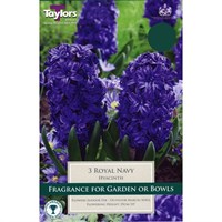 Taylors Bulbs Hyacinth Royal Navy - Pack of 4 (TP642)