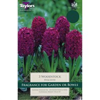 Taylors Bulbs Hyacinth Woodstock - Pack of 4 (TP637)