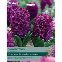 Taylors Bulbs Hyacinth Woodstock - Pack of 5 (BOB17)
