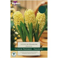 Taylors Bulbs Indoor Prepared Hyacinth City of Haarlem - Pack of 3 (TP607)