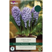Taylors Bulbs Indoor Prepared Hyacinth Delft Blue - Pack of 3 (TP604)