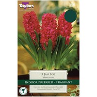 Taylors Bulbs Indoor Prepared Hyacinth Jan Bos - Pack of 3 (TP606)