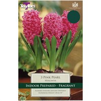 Taylors Bulbs Indoor Prepared Hyacinth Pink Pearl - Pack of 3 (TP602)