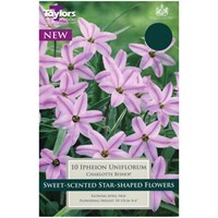 Taylors Bulbs Ipheion Uniflorum Charlotte Bishop - Pack of 10 (TP2193)