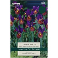 Taylors Bulbs Iris Black Beauty - Pack of 12 (TP782A)