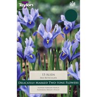 Taylors Bulbs Iris Dwarf Alida - Pack of 12 (TP928)