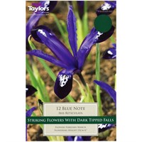 Taylors Bulbs Iris Dwarf Blue Note - Pack of 12 (TP844)