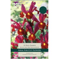 Taylors Bulbs Iris Red Ember - Pack of 9 (TP847)