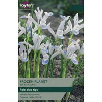 Taylors Bulbs Iris Reticulata Frozen Planet - Pack of 10 (TP932)