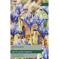 Taylors Bulbs Iris Reticulata - Pack of 12 (TP900)