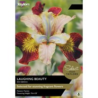 Taylors Bulbs Iris Sibirica Laughing Beauty (2 Pack) (SSE174)