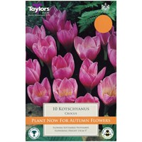 Taylors Bulbs Kotschyanus - Pack of 10 (TP682)