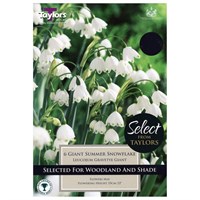 Taylors Bulbs Leucojum Gravetye Giant - Pack of 7 (SE838)