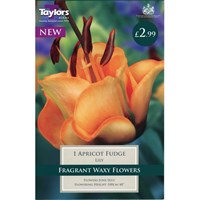 Taylors Bulbs Lily Apricot Fudge (Single Pack) (TS563)