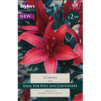 Taylors Bulbs Lily Cavoli (3 Pack) (TS593)