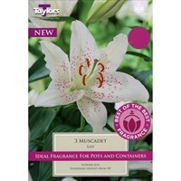 Taylors Bulbs Lily Muscadet (3 Pack) (SBOB02)