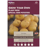 Taylors Bulbs Lucera Seed Potatoes (Second Early) (10 Pack) (VP437)