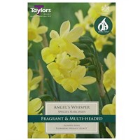 Taylors Bulbs Narcissus Angel's Whisper - Pack of 7 (TP202)